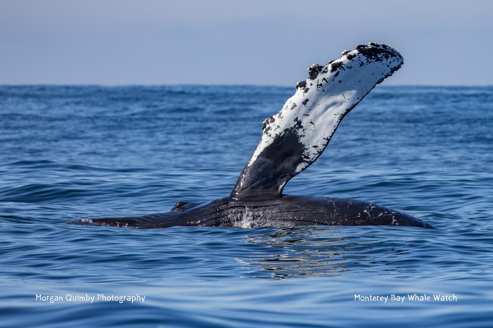 Humpback whale fin above water surface in the ocean on a clear day.
