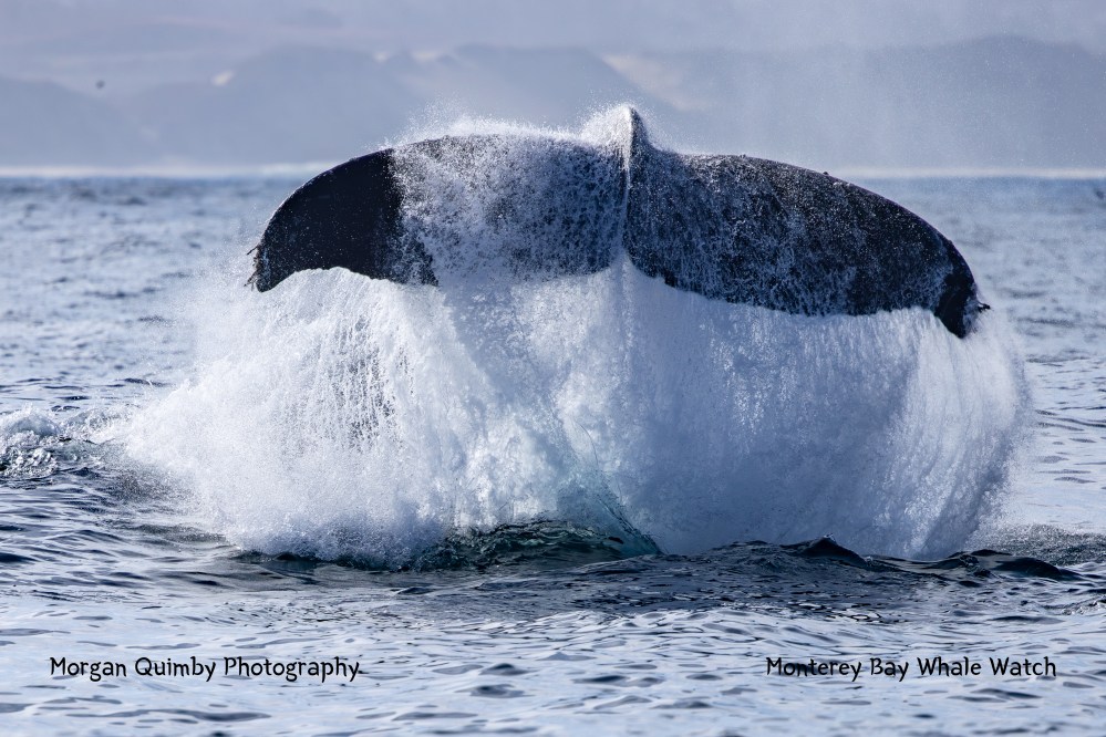 A whale's tail splashes water as it dives in the ocean.