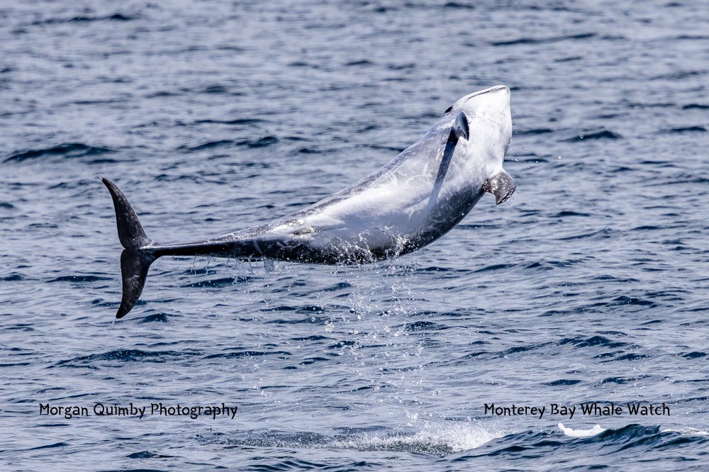 A whale breaches the ocean surface, captured mid-air against the sea background.