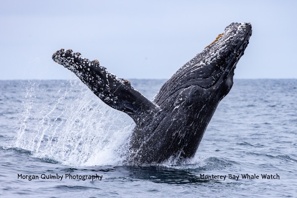 A humpback whale breaching the ocean surface, covered in barnacles, with water splashing around.
