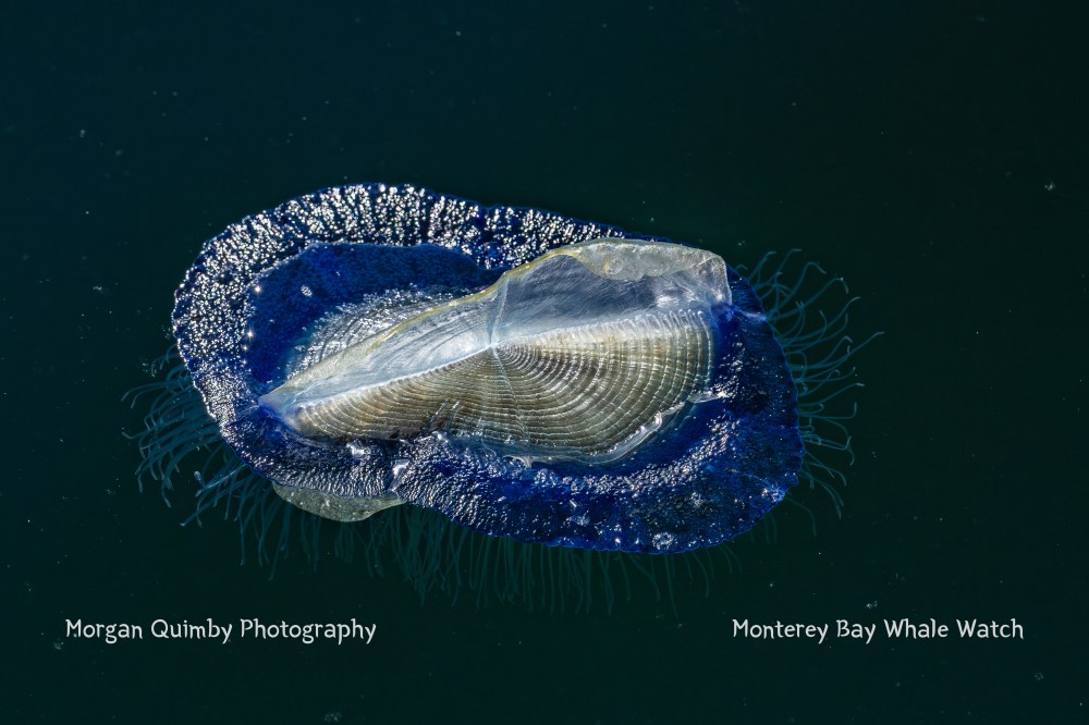 Close-up of a vibrant blue jellyfish-like marine organism floating in dark water.