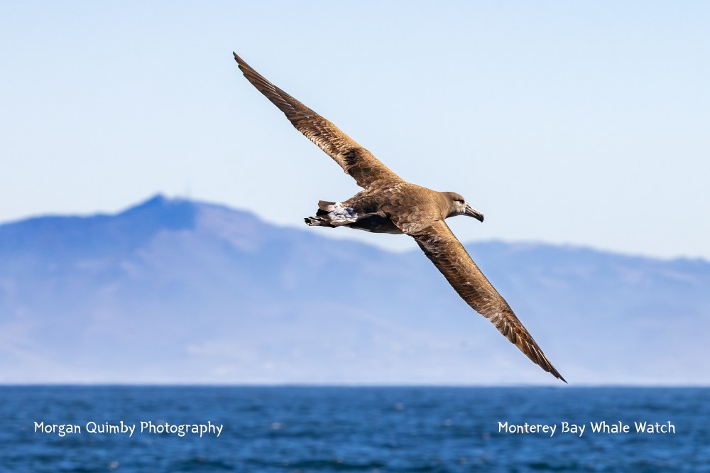 Albatross flying over ocean with mountains in the background.