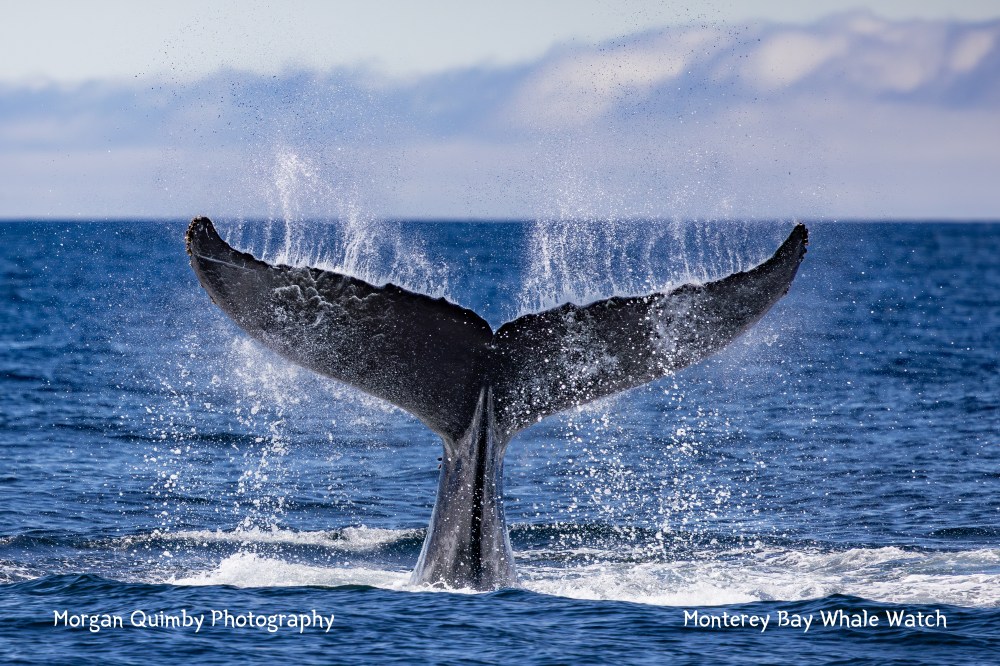 Whale tail splashing in the ocean against a backdrop of distant mountains.