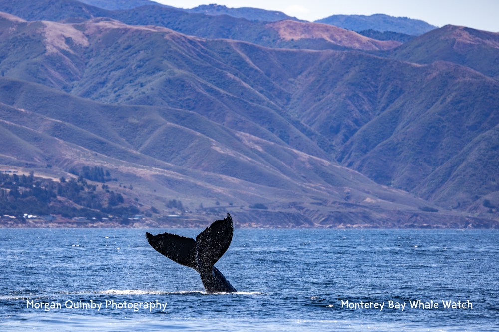 Whale tail above ocean with mountain background under clear sky.