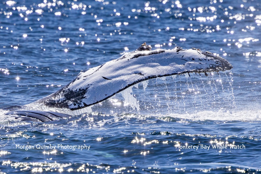 Humpback whale tail above ocean surface, water droplets falling, sun sparkling on sea.