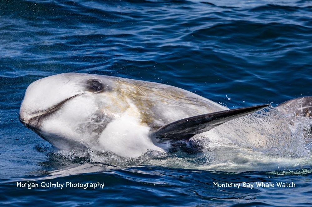 Close-up of a whale swimming in the ocean, with its head and fin above water.
