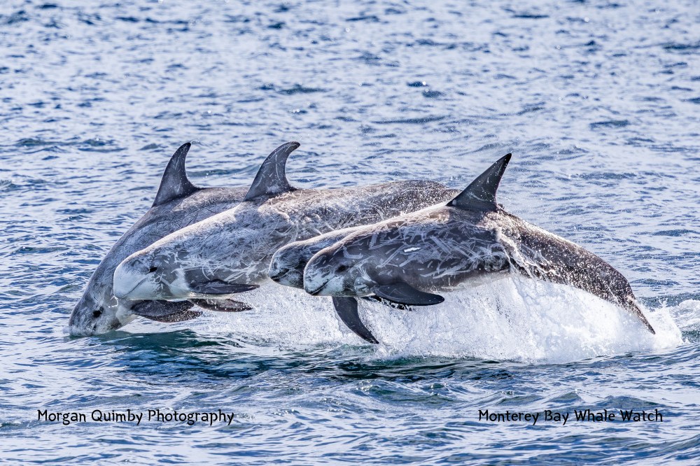 Three dolphins jumping together out of the water in the ocean.