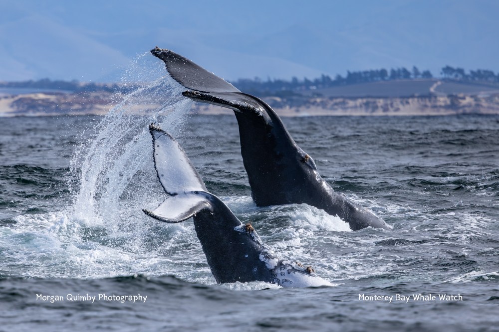 Two whales breaching in the ocean near a distant shoreline under a clear blue sky.