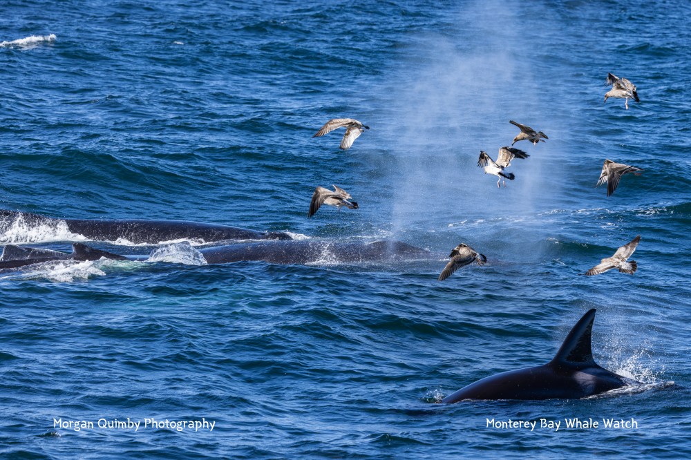 Whales surfacing in ocean with birds flying above, water spray visible.