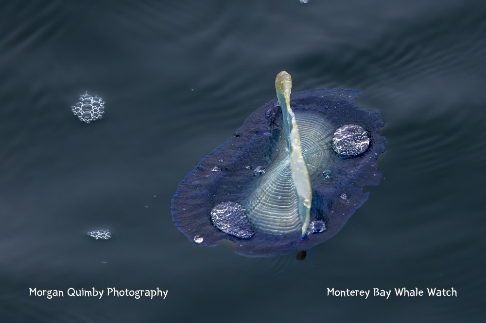 Close-up of a blue sea creature with a sail-like structure floating on water.