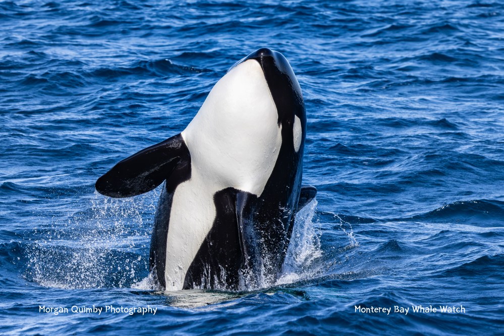 Orca leaping vertically from the water in a blue ocean.