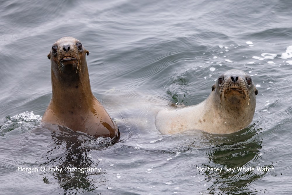 Two sea lions swimming in water, looking towards the camera.