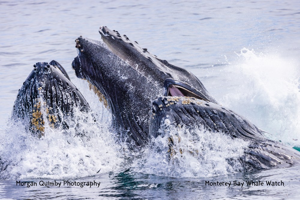 Three humpback whales breaching in the ocean, mouths open and water splashing.