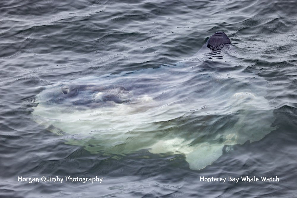Sunfish partially submerged in rippling ocean water, with dorsal fin visible.
