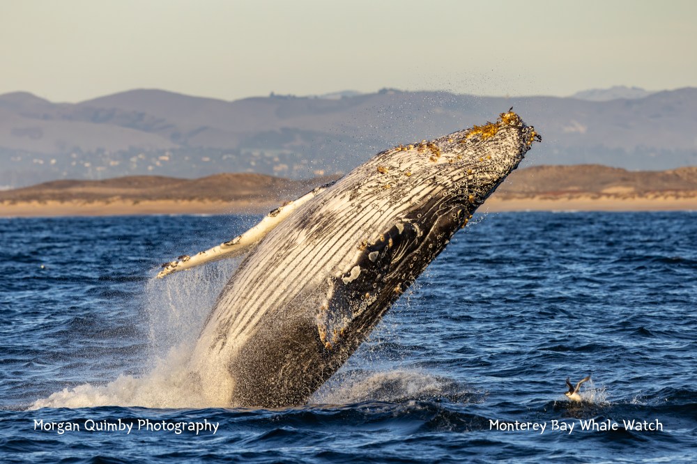 Humpback whale breaching above ocean water with distant mountains in the background.