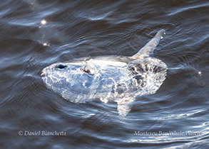 a bird swimming in water