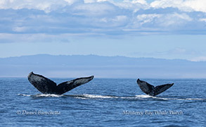 a bird flying over a body of water