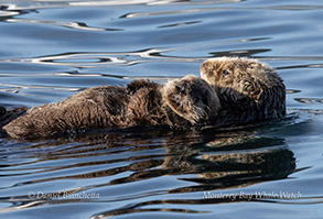 a bird swimming in water