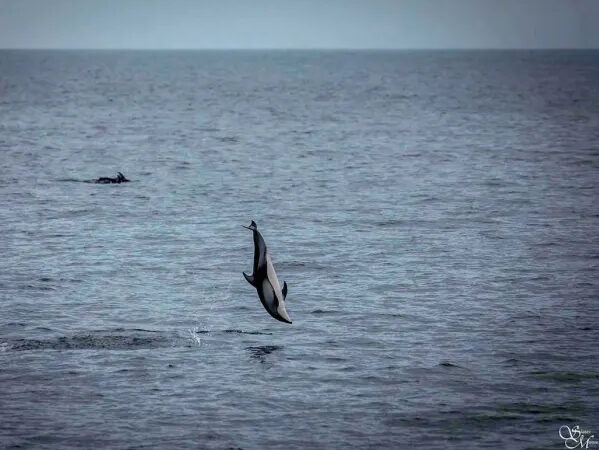 a bird flying over a body of water