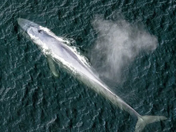 a close up of a fish