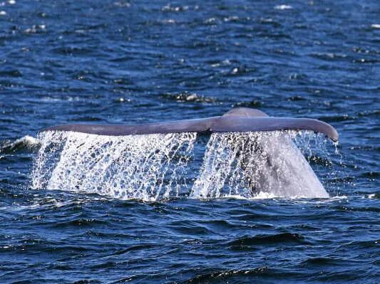 a whale jumping out of the water