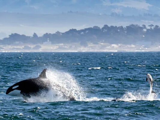 a whale jumping out of the water