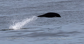 a whale jumping out of the water