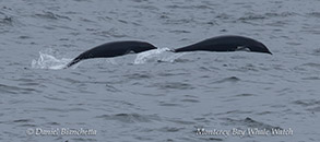 a whale swimming under water