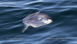 a bird swimming in water
