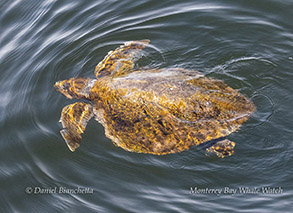 a turtle in the water