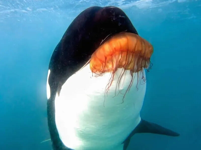 a fish swimming under water