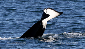 a whale jumping out of the water