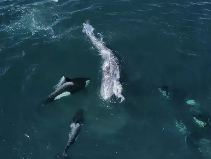 a person riding a wave on top of a body of water