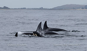 a whale jumping out of the water