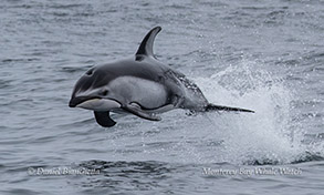 a dolphin jumping out of the water