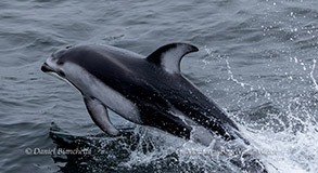 a dolphin jumping out of the water