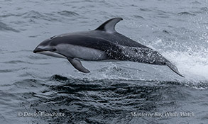 a dolphin jumping out of the water