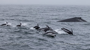 a flock of seagulls are swimming in the water