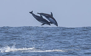 a bird flying over a body of water