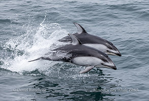 a dolphin jumping out of the water