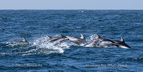 a whale jumping out of the water