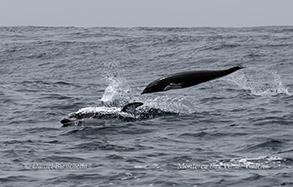 a whale jumping out of the water