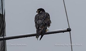 a bird perched on top of a wooden pole