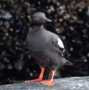 a bird sitting on a ledge