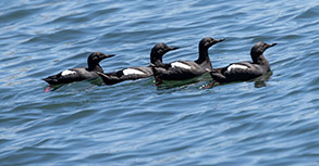 a flock of seagulls are swimming in a body of water