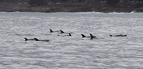 a flock of seagulls are swimming in a body of water