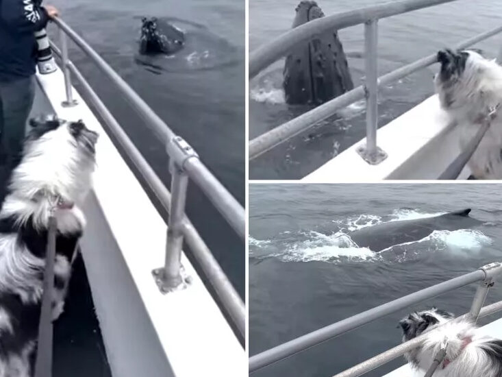 a person standing next to a dog