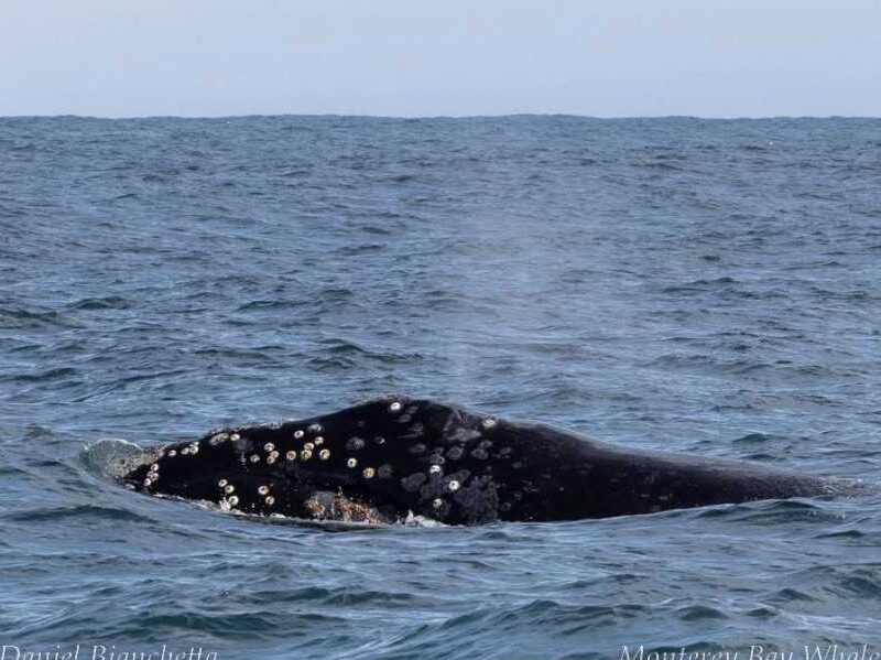 a whale jumping out of the water