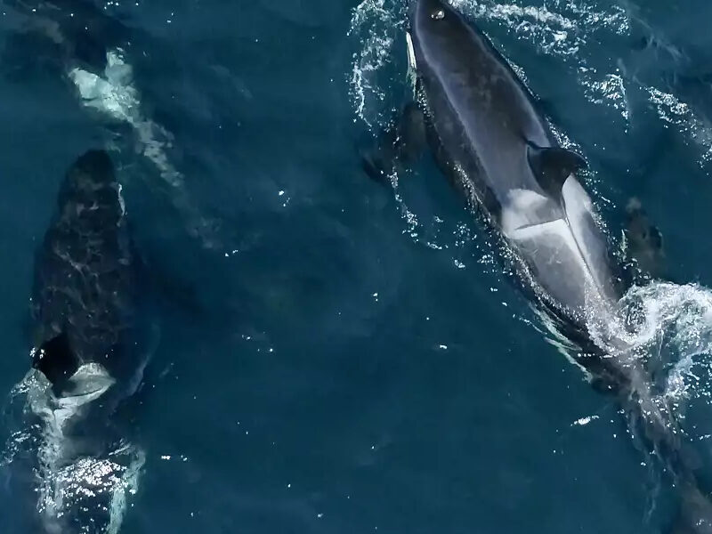 an animal swimming in the water