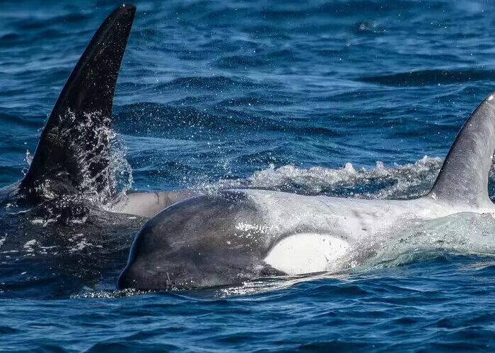 a dolphin jumping out of the water